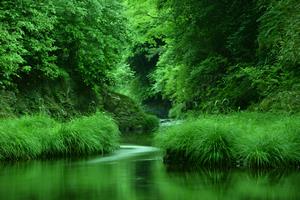 緑に染まる川