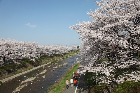 南浅川沿いの桜