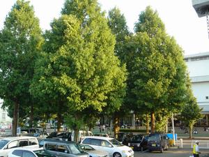 Metasequoia1