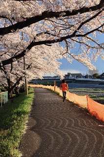 桜と河川工事