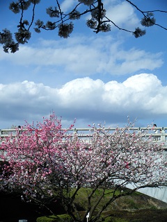 桜の向こう