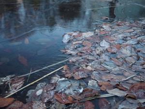 氷が張った池に落ち葉が浮いている