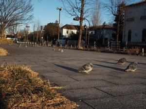 首をすくめている鳥たち