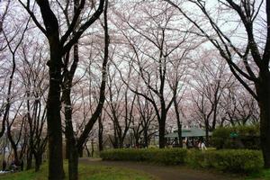 富士見台公園さくら