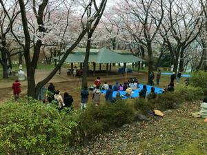 桜の下でのコンサート