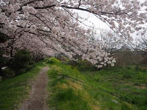 浅川沿いの桜
