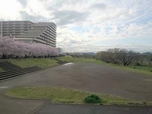 浅川沿いの桜の様子