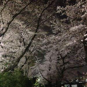 富士森公園（台町）夜桜