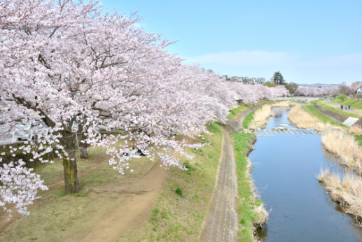 4月 浅川の桜並木