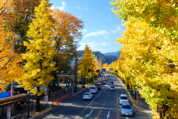 11月 八王子いちょう祭り