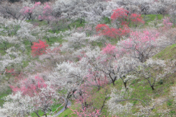 3月 高尾梅郷梅まつり