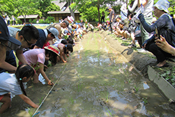 5月 夕やけ小やけふれあいの里 田植え体験