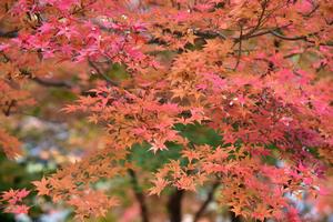 高尾山の紅葉