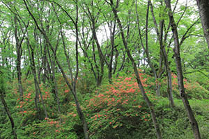 滝山城跡のツツジ 