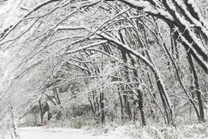 長池公園雪景色