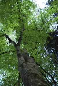 高尾山の新緑