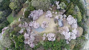上空からの滝山桜