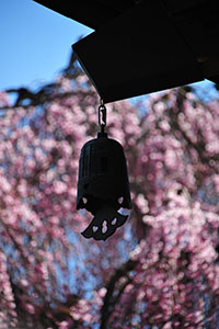 金南寺の桜