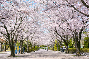 陵南公園　桜のトンネル