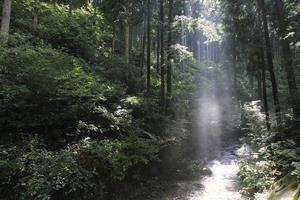 高尾山の渓流