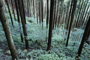 陣馬山の杉