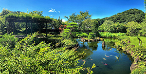 高尾駒木野庭園 夏の池からの眺め