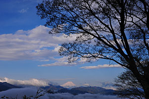 富士山とケヤキ