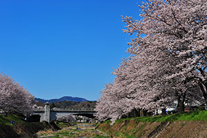 春の南浅川