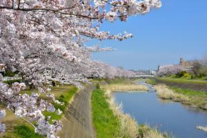 浅川のサクラ