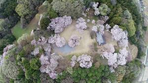 上空からの滝山桜