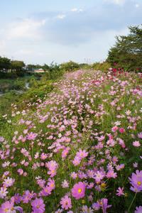 川沿いのコスモス