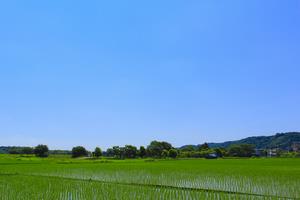 高月の田園