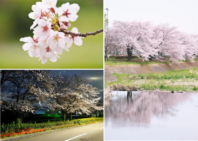 桜