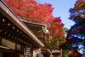 紅葉の髙尾山1