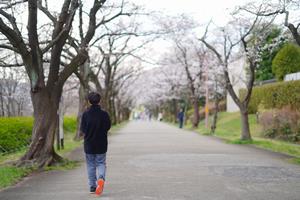桜2