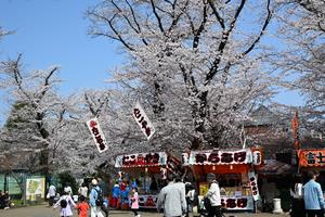 桜2