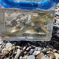 nichijoodano202308_3