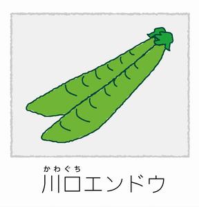 1川口エンドウ