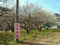 荒井梅林0314-1