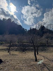 260218するさし梅林(1)