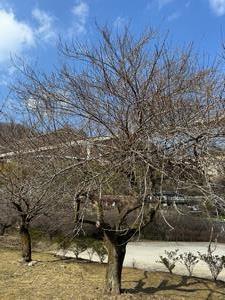 260218するさし梅林(2)