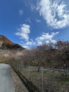 260218木下沢梅林(1)