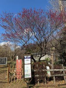 260218関所梅林(2)