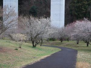 226梅の郷1