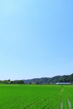 高月町の田園風景