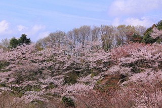 滝山の桜の写真1