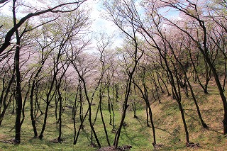 滝山の桜の写真2