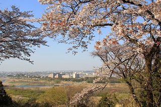 滝山の桜の写真3