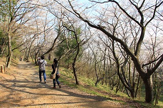 滝山の桜の写真4