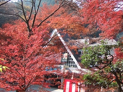 紅葉する高尾山の写真